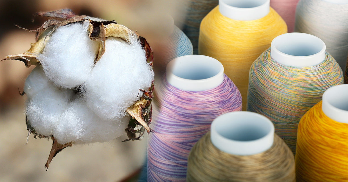 a cotton boll with cotton staples visible next to cones of majestic extra-long staple cotton thread