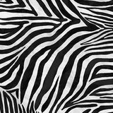 Minky Prints 7777-22843-JMINK Zebra
